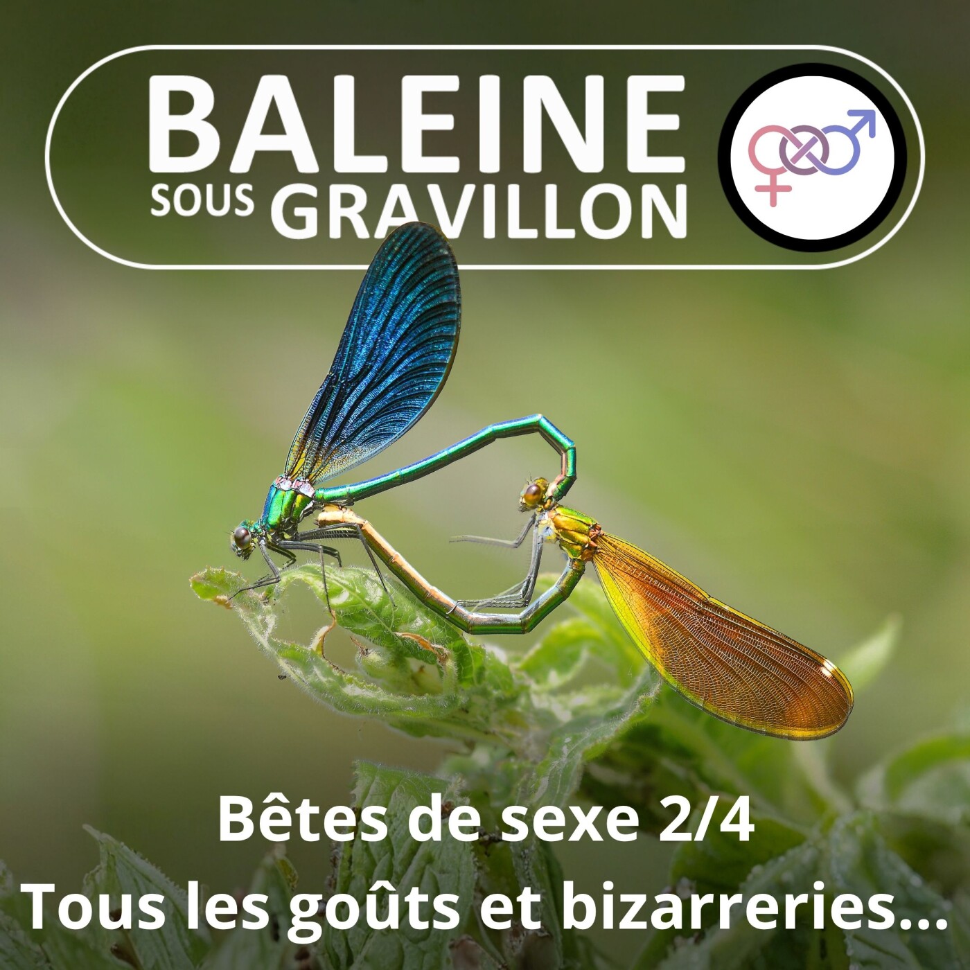 S02E83 Bêtes de sexe 2/4 : Tous les goûts ET bizarreries sont dans la Nature !