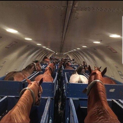 Boomerturf prend l'avion à cheval cover