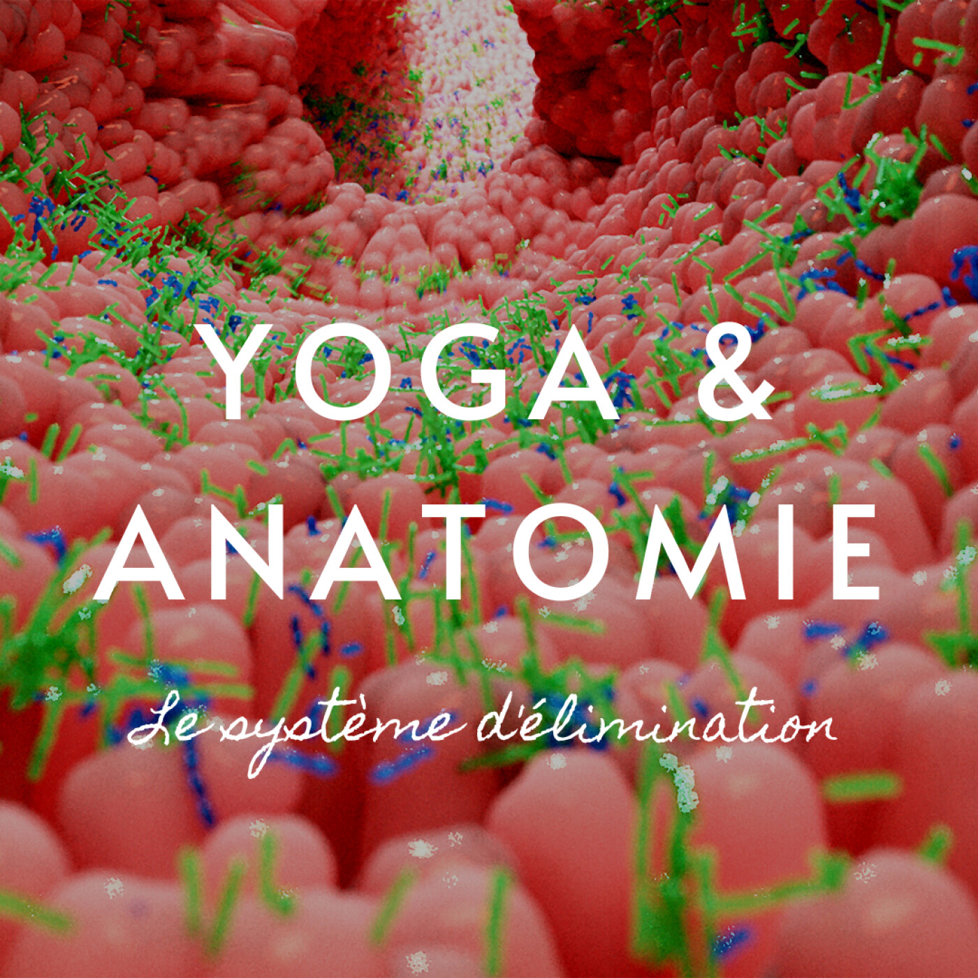 YOGA ET ANATOMIE | LE SYSTÈME D'ÉLIMINATION | 10MIN POUR COMPRENDRE LE CORPS HUMAIN