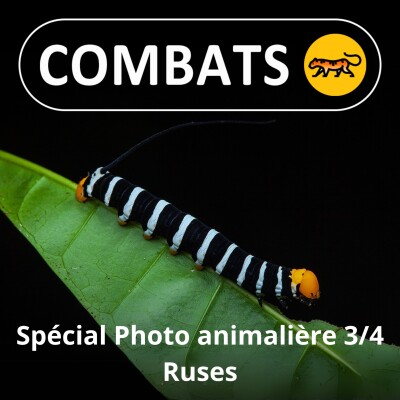 SPÉCIAL Photo animalière 3/4 : Ruses, Frank "Canon" Deschandol cover