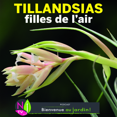 HISTOIRES BOTANIQUES: LES TILLANDSIAS, FILLES DE L’AIR cover