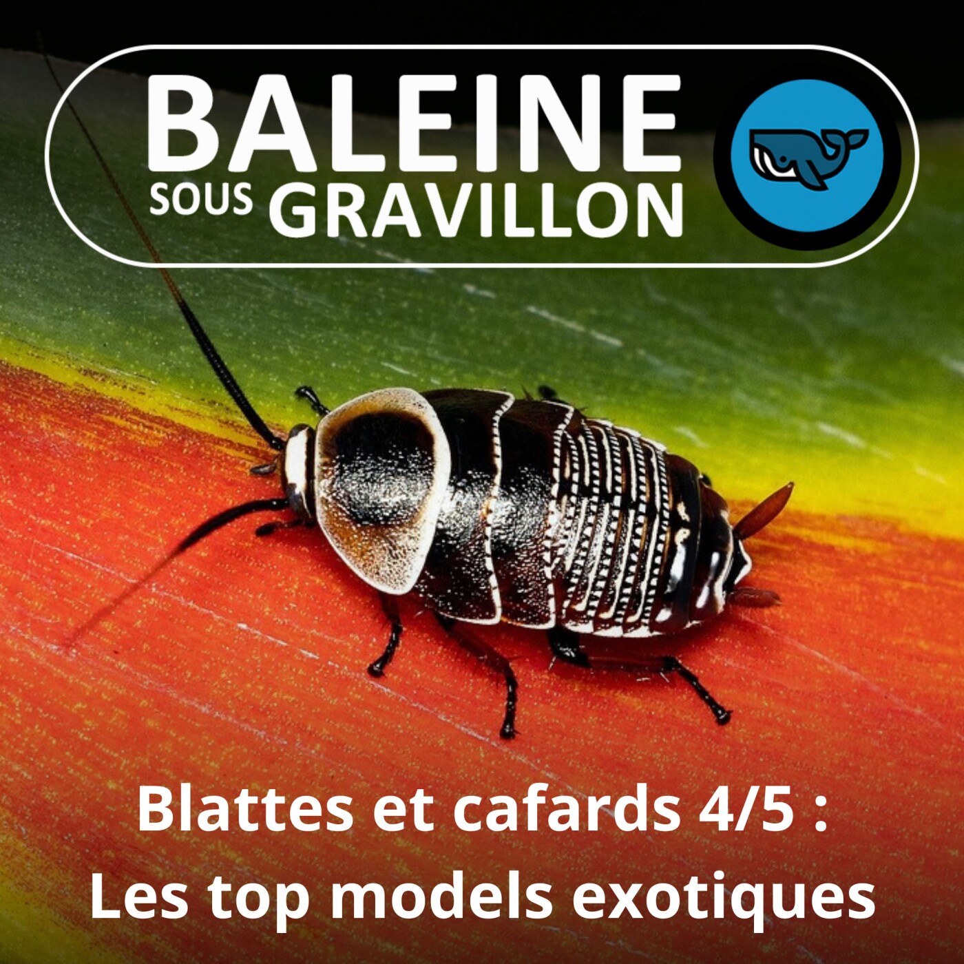 Baleine sous Gravillon