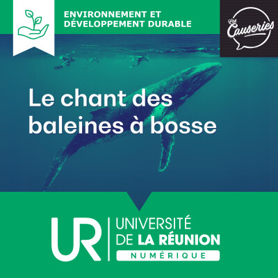 Tout sur le chant des baleines à bosse cover