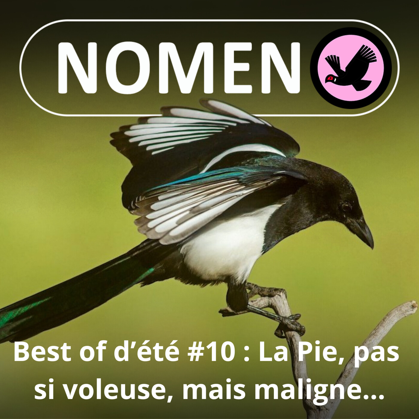 BEST OF D'ÉTÉ #10 : La Pie, pas si voleuse, mais tellement maligne…