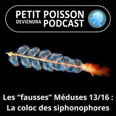 S04E13 "Fausses" méduses 13/16 : Les siphonophores, une longueur record de 120 m ! cover
