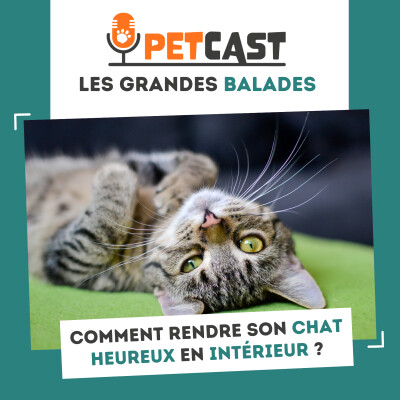 Comment rendre son chat heureux en intérieur ? cover