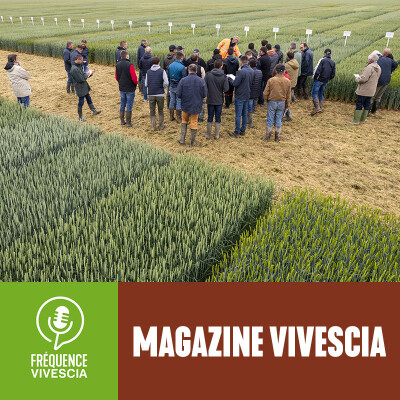 Datura et Ergot : deux menaces à surveiller collectivement. Nos experts agronomiques VIVESCIA vous conseillent cover
