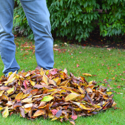 Que faire cet automne dans votre jardin ou sur votre balcon ? cover