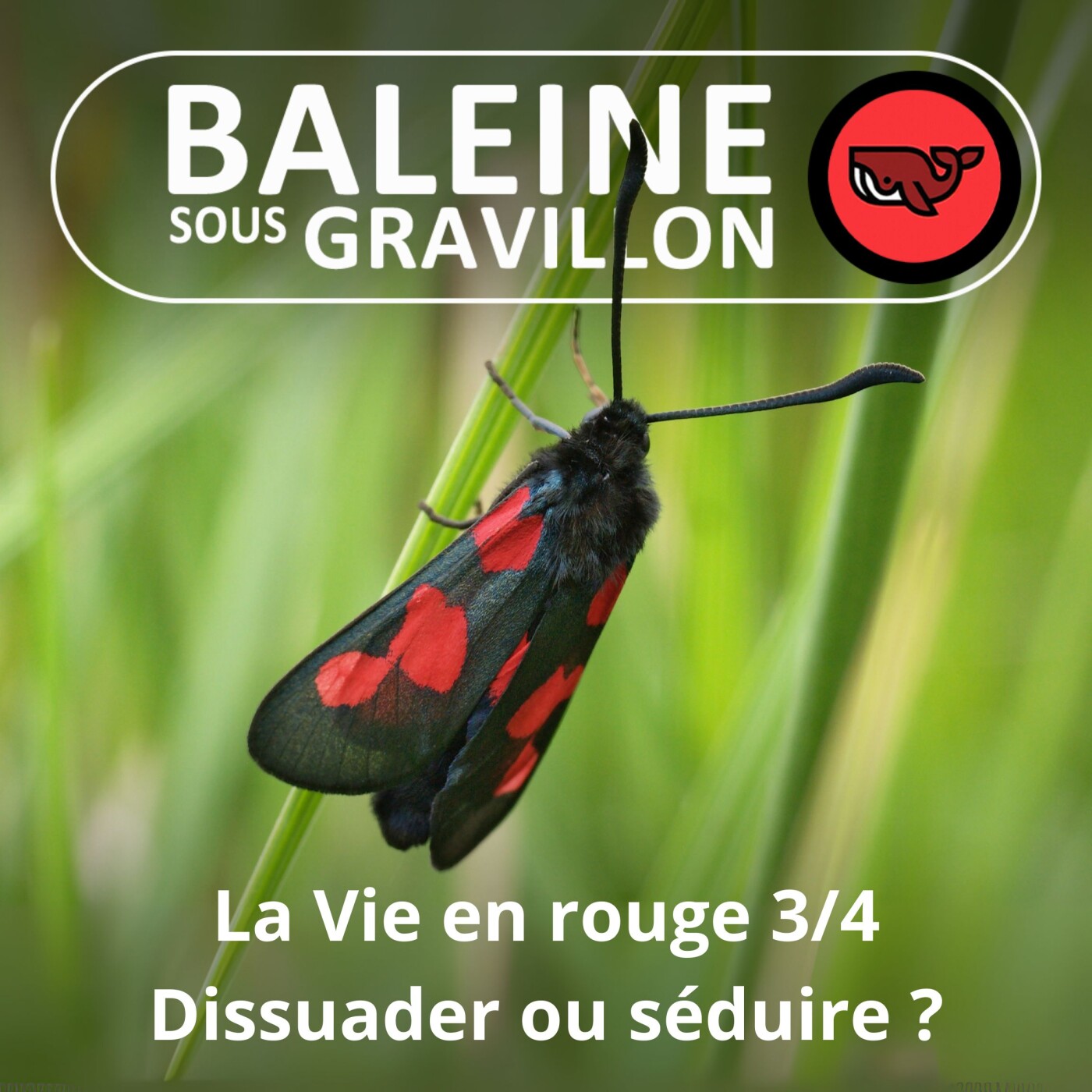 S07E49 La vie en... rouge 3/4 : Dissuader ou séduire ? (Frédéric Archaux)