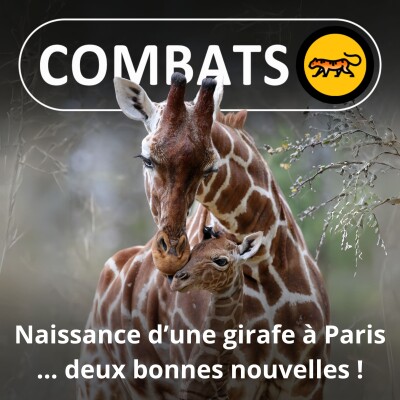 S05E08 Naissance d'UNE petite girafe à Paris : DEUX bonnes nouvelles ! cover