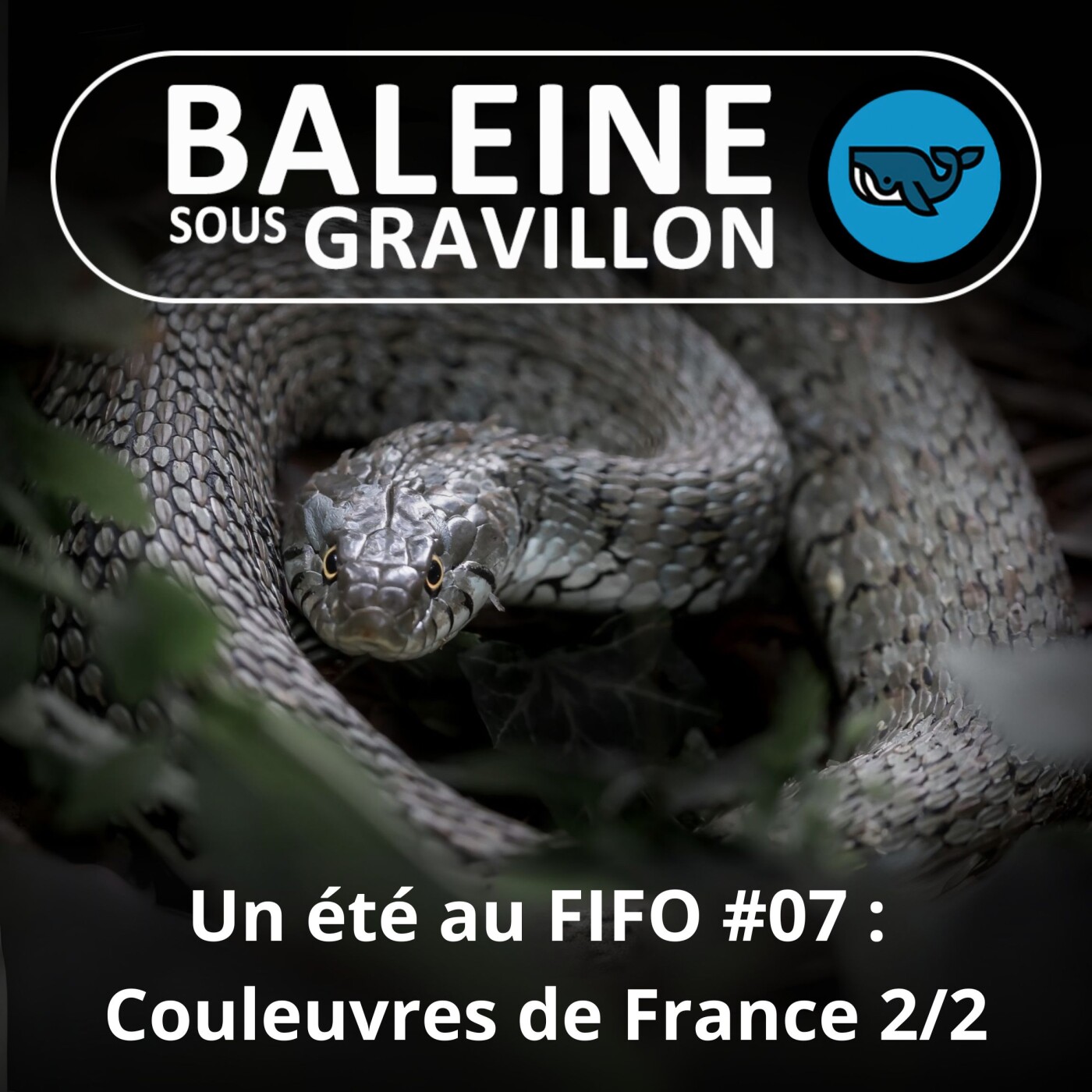 BEST OF D’ÉTÉ %2307 : Couleuvres de France 2/2 (Corentin Foucher et David Leduc, herpétologues)