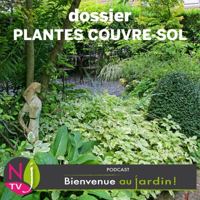 DOSSIER: PLANTES COUVRE-SOL, DES ALTERNATIVES AU GAZON cover