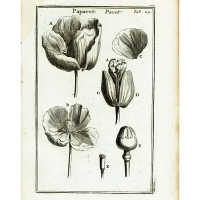 Lola - Opium - Fumées cover