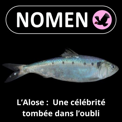 S02E23 L'Alose : une dure à cuire pleine d'arêtes cover