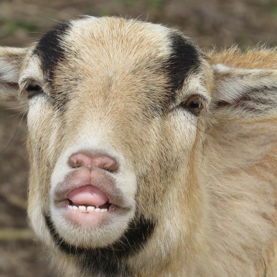 Une chèvre sauvée en plein milieu de l'autoroute ! cover