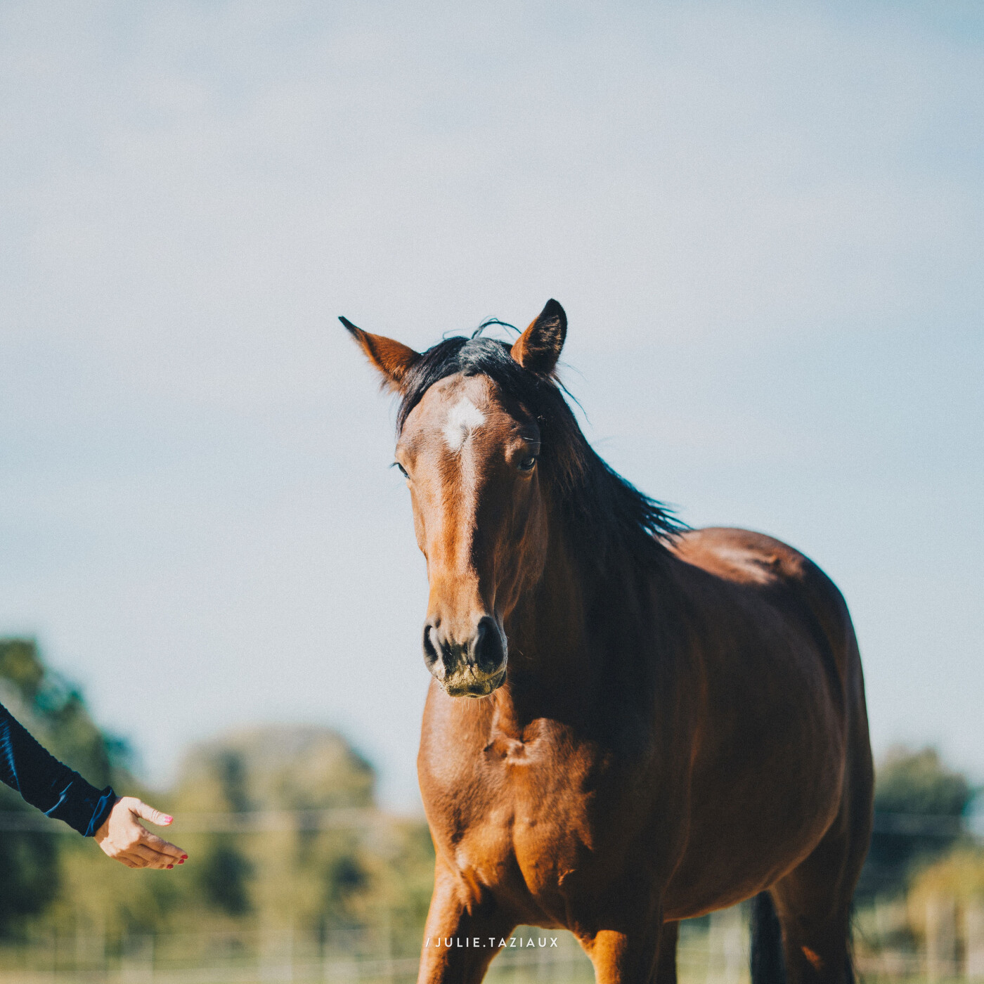 🔮 Les chevaux et les êtres considérés difficiles, sont souvent en difficulté, l'importance de placer un cadre d'amour episode artwork