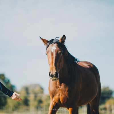 🔮 Les chevaux et les êtres considérés difficiles, sont souvent en difficulté, l'importance de placer un cadre d'amour cover