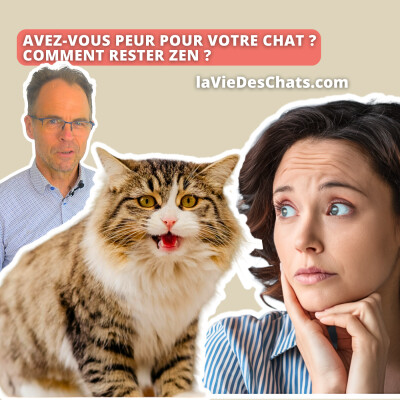 Avez-vous peur pour votre chat ? Comment rester zen ? cover