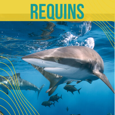 40 IDÉES FAUSSES SUR LES REQUINS - #1 Les requins deviennent fous à l'odeur du sang cover
