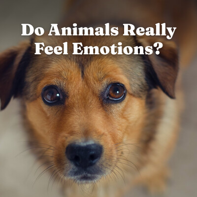 The Science of Animal Consciousness: Do Dogs and Cats Really Feel Emotions? cover