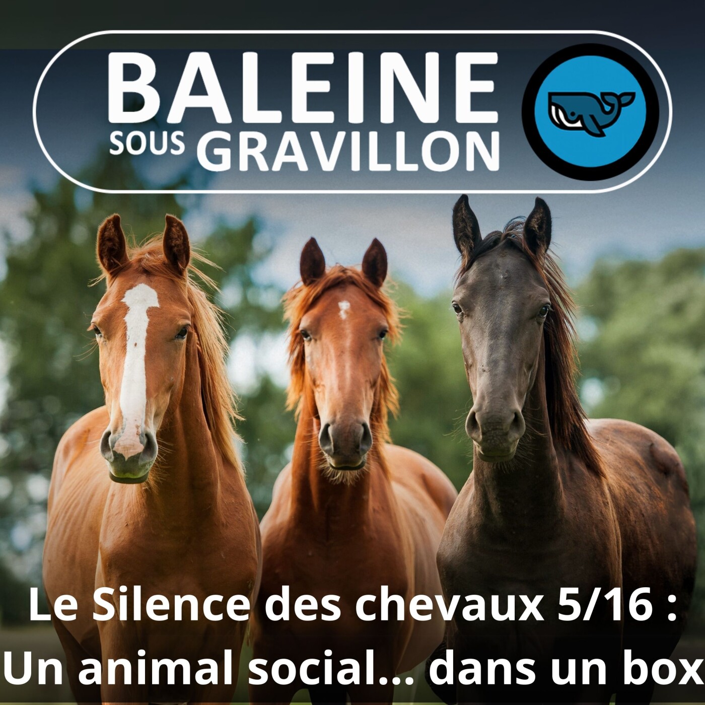 S06E39 Le Silence des chevaux 5/16 : Une animal hyper social... parqué seul dans un box !