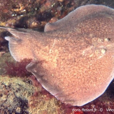 Il était une fois... la torpille marbrée électrique cover