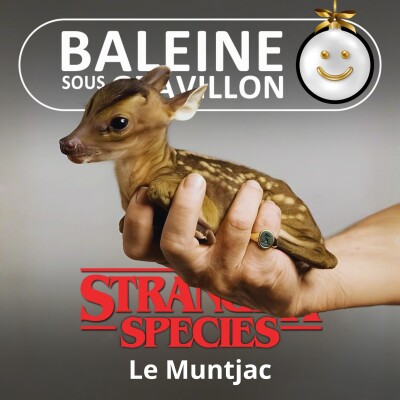 STRANGER SPECIES 12/12 : Le Muntjac aboie, le traineau de Noël passe cover