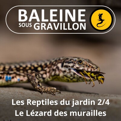 BEST OF D'ÉTÉ #06 Les Reptiles du jardin 2/4 : Le Lézard des murailles cover