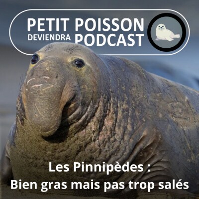 S05E28 Les Pinnipèdes : Bien gras, mais pas trop salés cover