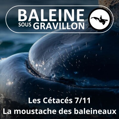 S03E59 Les Cétacés 7 : Pourquoi les baleineaux (et leurs parents) ont des poils au menton ?! cover