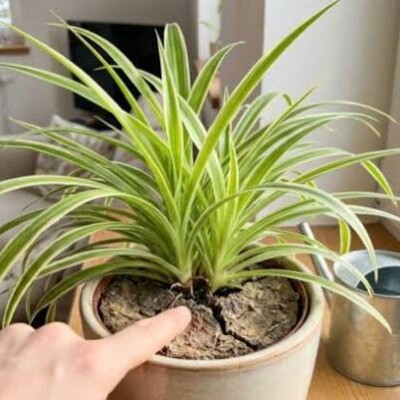 Plantes d’intérieur : les variétés à privilégier dès l’arrivée du froid ! cover