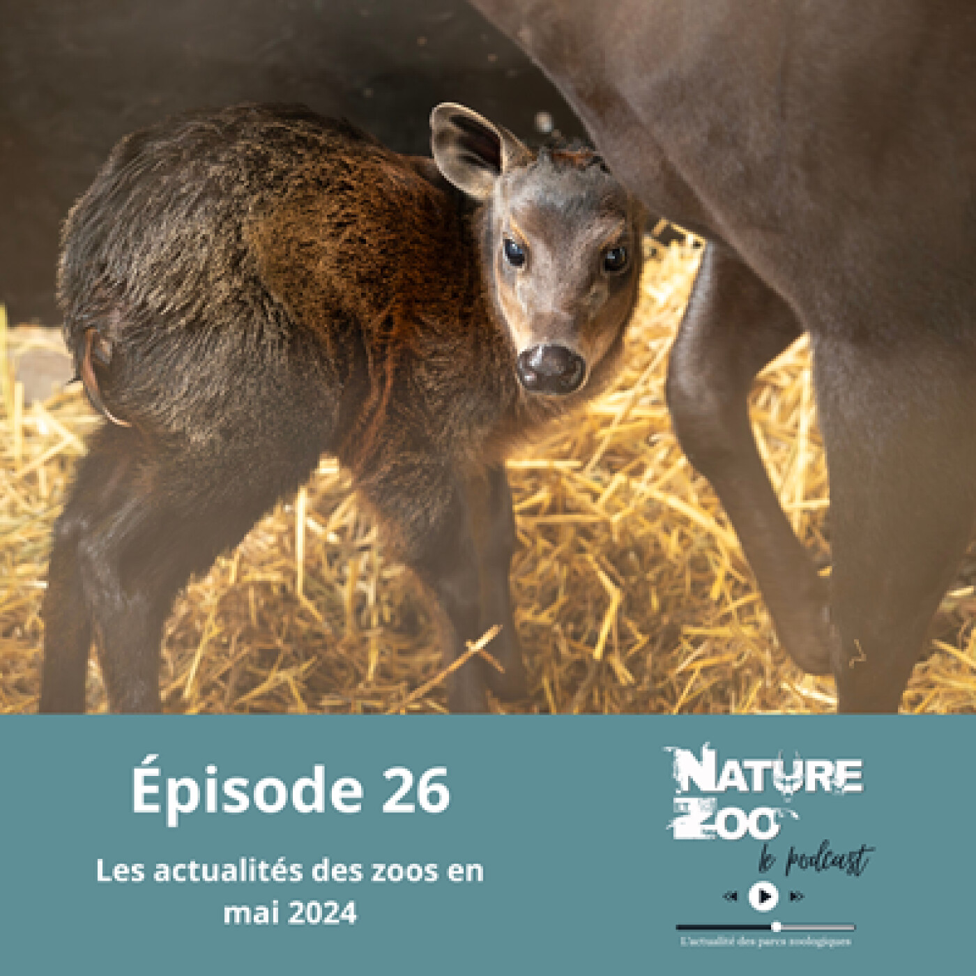 Épisode 26 (ACTU) - Les actualités en mai 2024 episode artwork