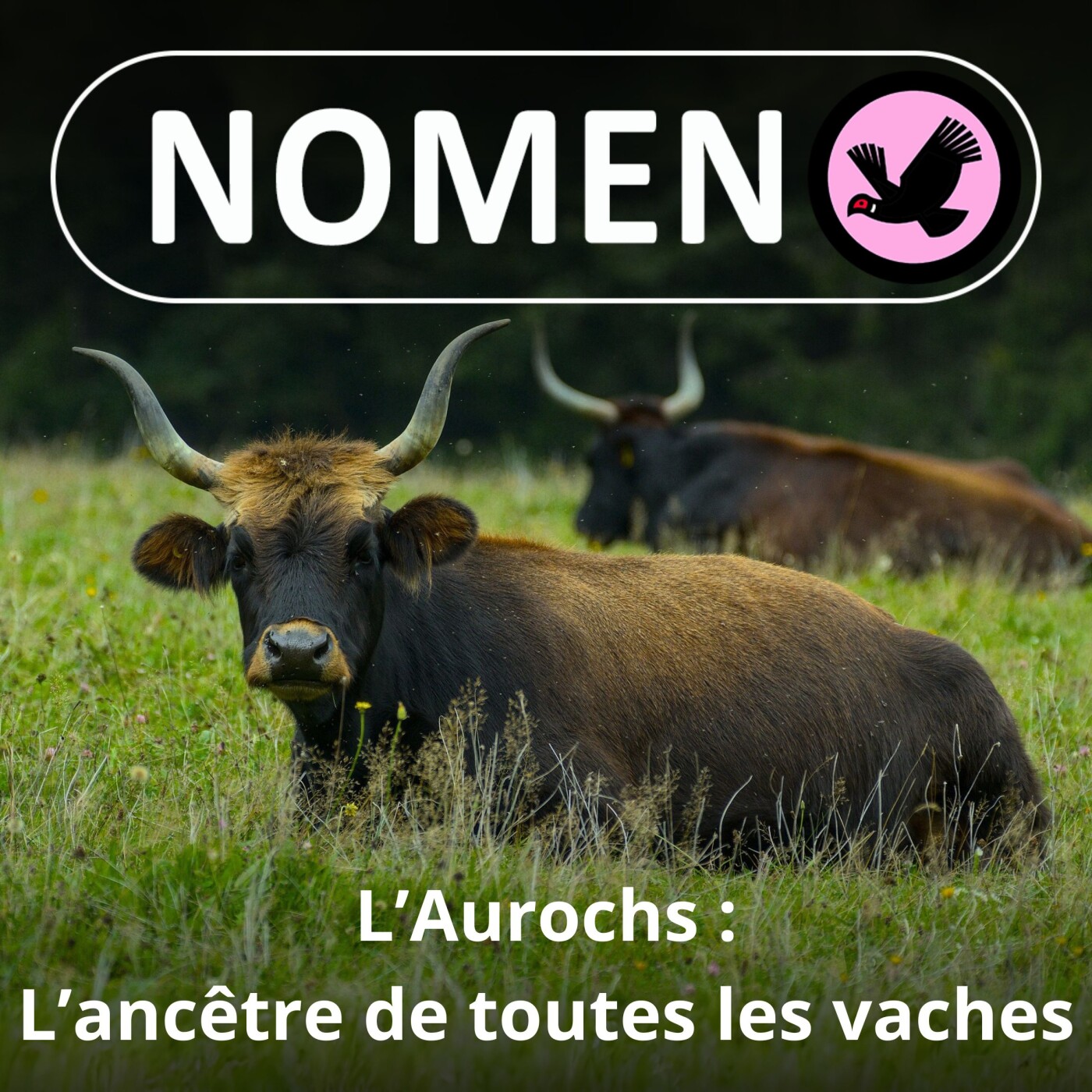 S03E41 L'Aurochs "n'roll", l'ancêtre de toutes les races de vaches !