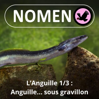 S02E03 Une "Anguille sous roche" qui devint, entre autres, "Baleine sous Gravillon" cover