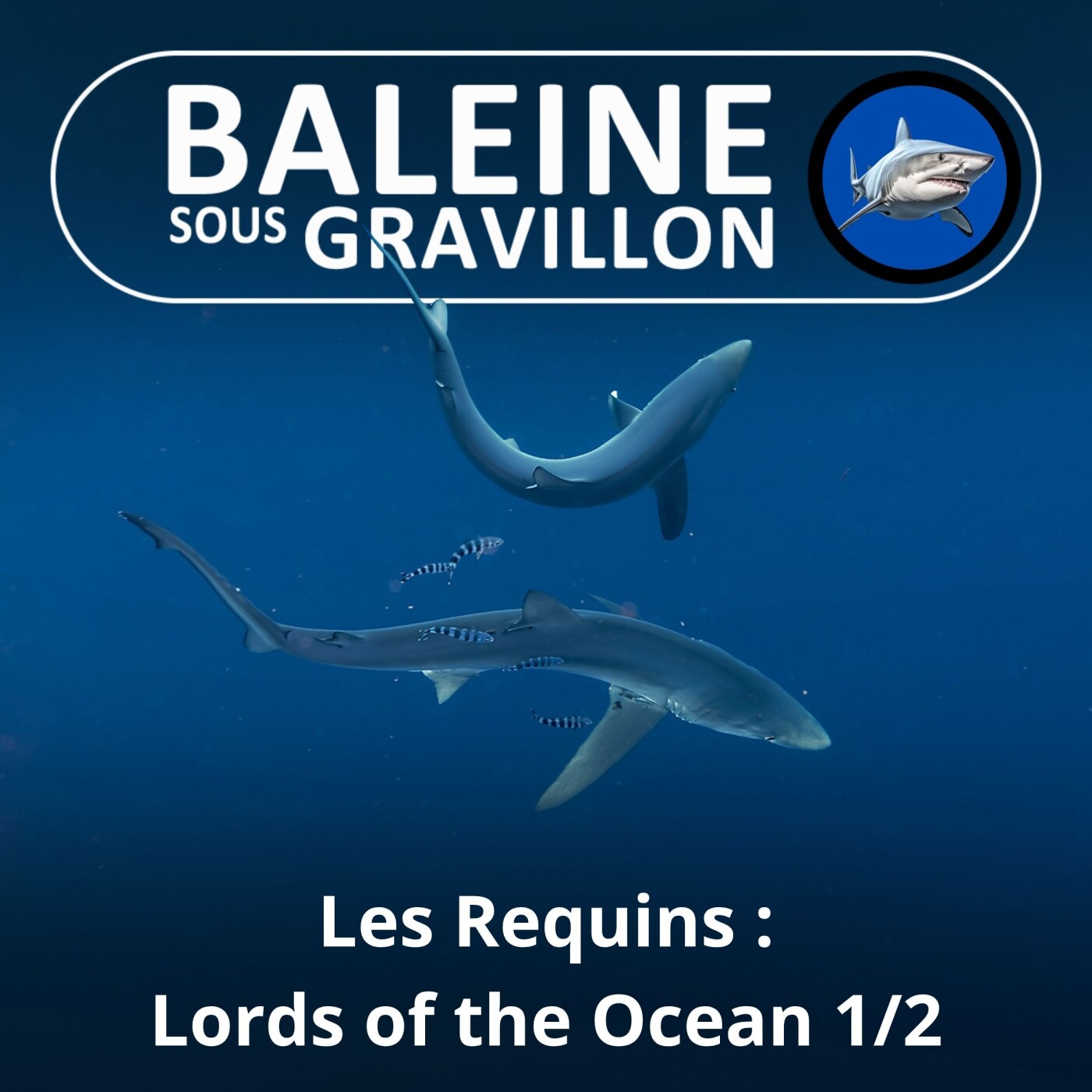 S02E07 Requins, seigneurs des océans 1/2 : De la passion à la protection (Cyrielle Houard) episode artwork