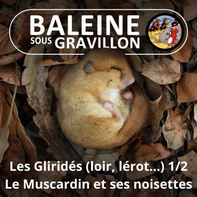 S05E14 Loirs, Lérots et compagnie (Gliridés) 2/2 : Le Muscardin, l'orfèvre de la noisette cover