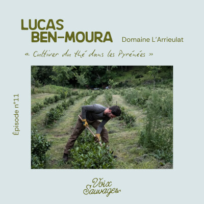 #11 ⟐ Cultiver du thé dans les Pyrénées avec Lucas Ben-Moura et le domaine l'Arrieulat cover