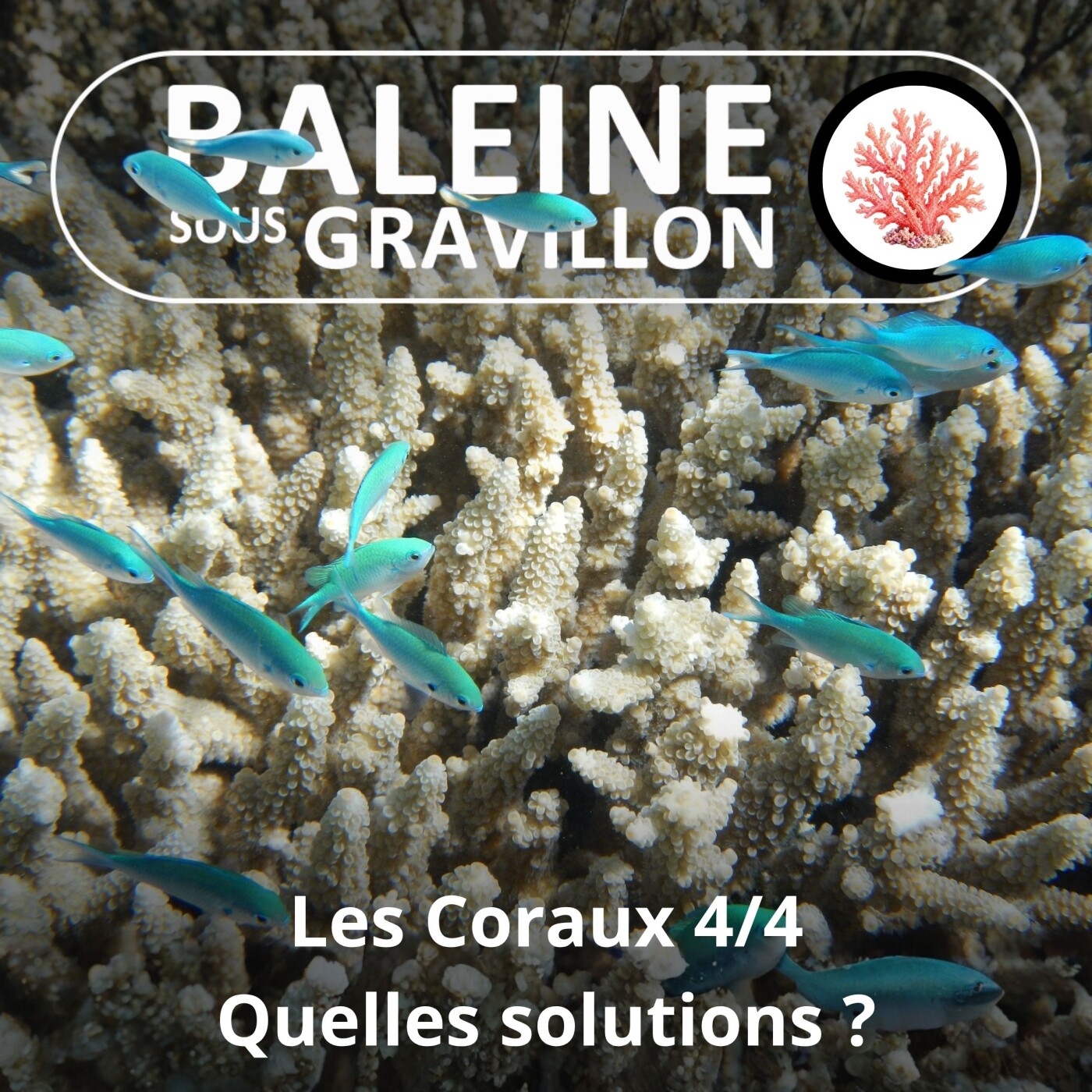 S04E63 Les Coraux 4/4 : Les solutions pour les sauver (Raphaël Seguin) episode artwork
