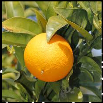 Prendre soin de vous est essentiel épi 10, L'orange douce et ses bienfaits avec Anne Merry cover