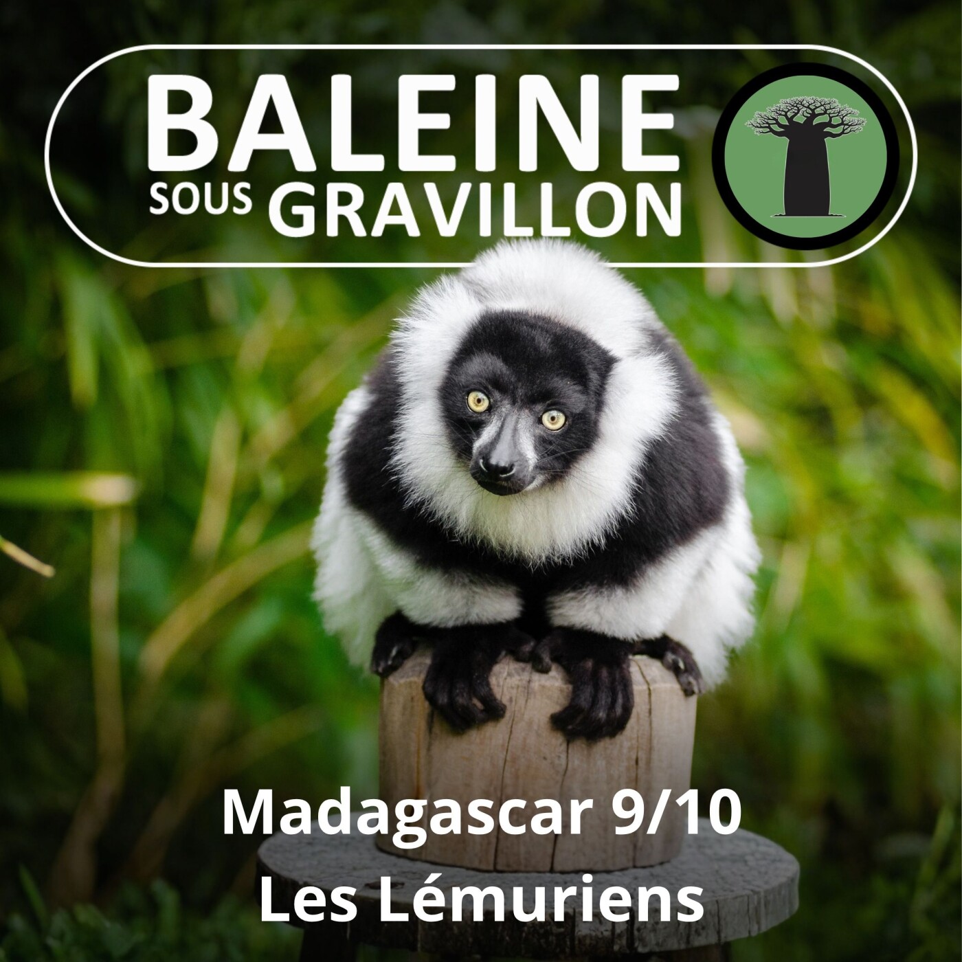 S03E48 Madagascar 9/10 : Les Lémuriens episode artwork