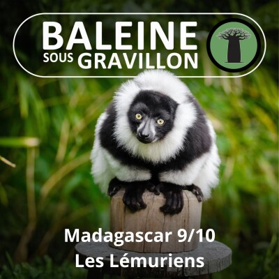 S03E48 Madagascar 9/10 : Les Lémuriens cover