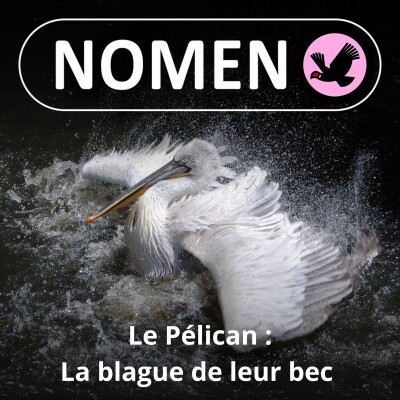 S03E42 Le vol tranquille du Pélican cover