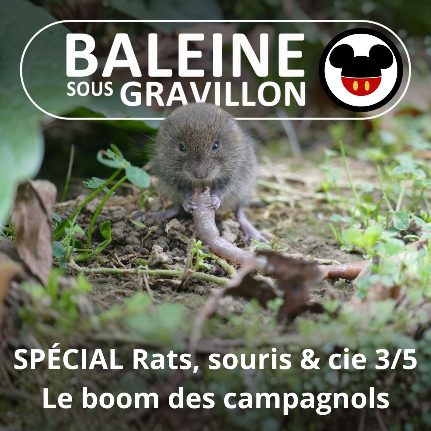 SPÉCIAL Rats, souris & cie 3/5 : Le boom des campagnols episode artwork