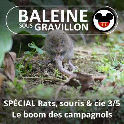 SPÉCIAL Rats, souris & cie 3/5 : Le boom des campagnols cover