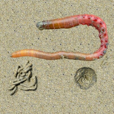 PSSST ! Y'a le Canard enchaîné ... dans  COMBATS : L'Arénicole, LE champion d'apnée (EXTRAIT 3) cover