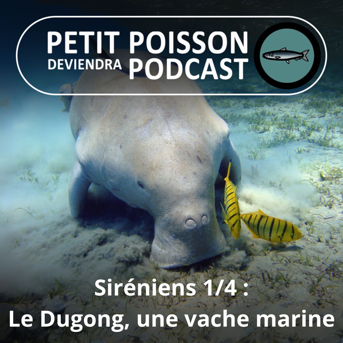 Petit Poisson deviendra Podcast