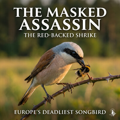 The Masked Assassin of Europe: Meet the Red-backed Shrike cover