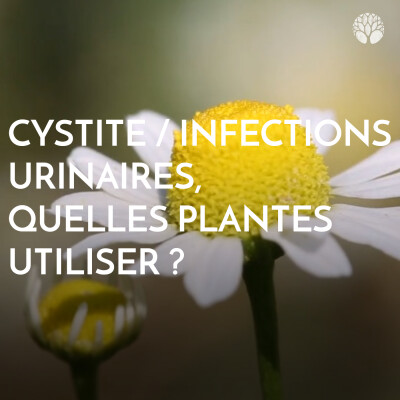 Cystite / infections urinaires : quelles plantes utiliser ? cover