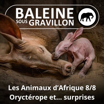 S02E81 Les Animaux d'Afrique 8/8 : Oryctérope et souvenirs marquants... (Adeline Lobbes) cover