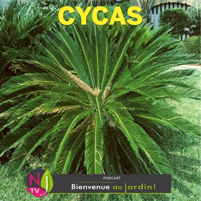 HISTOIRES BOTANIQUES: CYCAS ET AUTRES CYCADACEES, DES FOSSILES VIVANTS cover